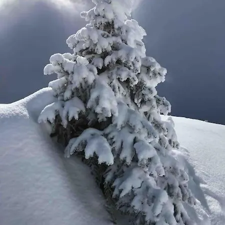 Fiesch/lax Schon Eingericht Fw Fur 2pers. Alpstr.22 公寓