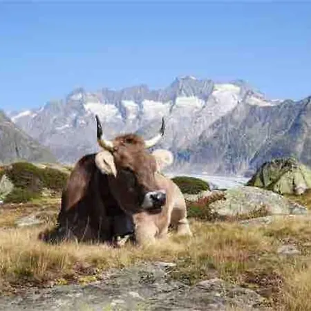 Fiesch/lax Schon Eingericht Fw Fur 2pers. Alpstr.22 拉克斯